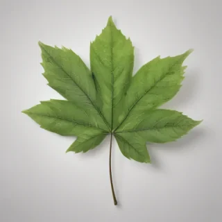 leaf png transparent