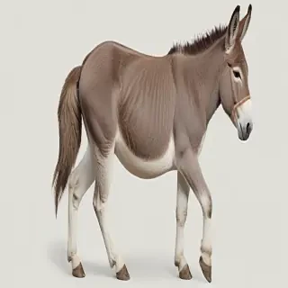 donkey png
