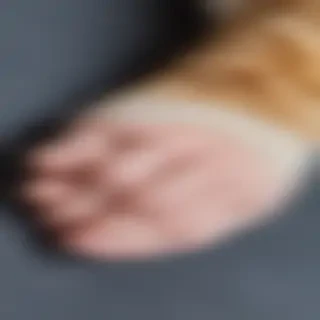 cat paw