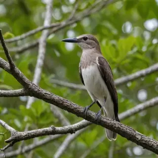 florida birds