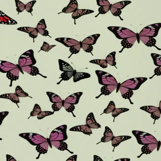 wallpaper butterfly pictures