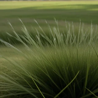 transparent grass