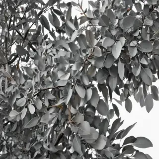 eucalyptus clipart black and white