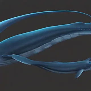 blue whale png