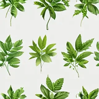 plant transparent background