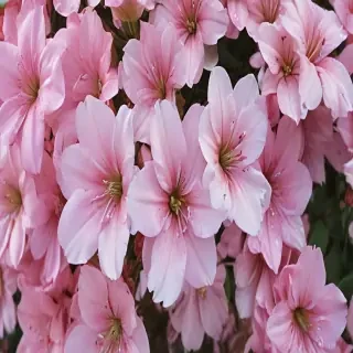 pretty flowers