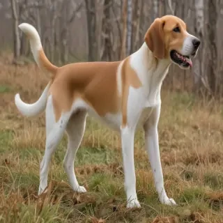 american lab foxhound