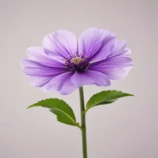 transparent purple flower