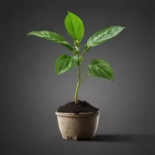 seedling png