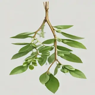 mistletoe png