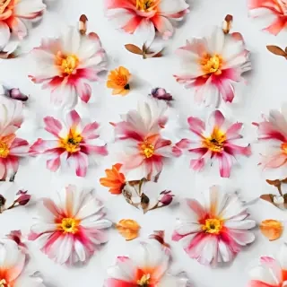 flower with white background