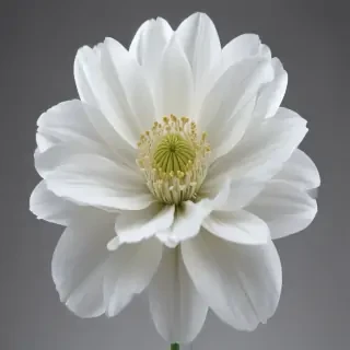 white flower transparent background