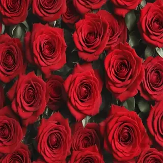red rose background