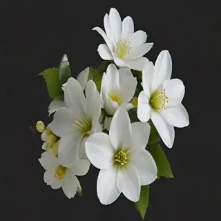 white flowers png transparent