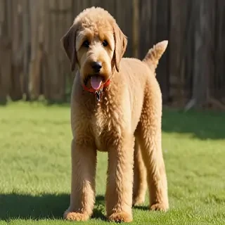 airedoodle dog breed