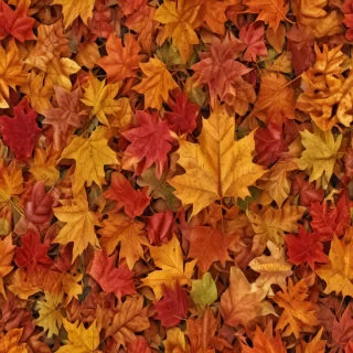png fall leaves