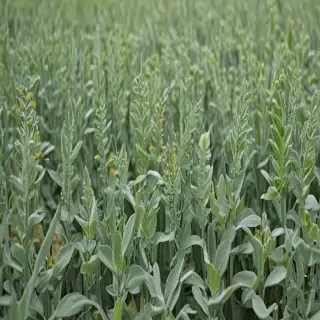 sage green images