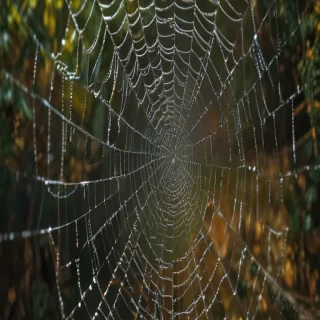 spiderweb