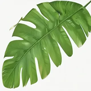 tropical leaf png
