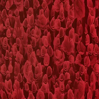 rose backgrounds