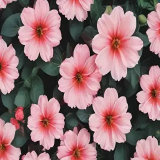 aesthetic flower background