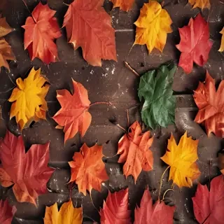 fall iphone wallpaper