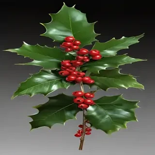png holly