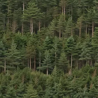 pine trees png