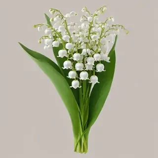 lily of the valley png