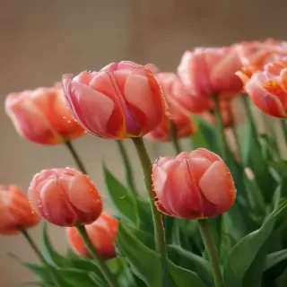tulip flower