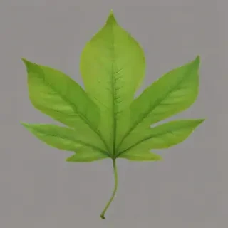 leaf png transparent