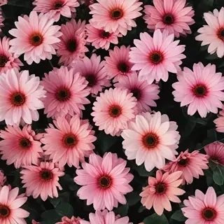 aesthetic flower desktop wallpaper