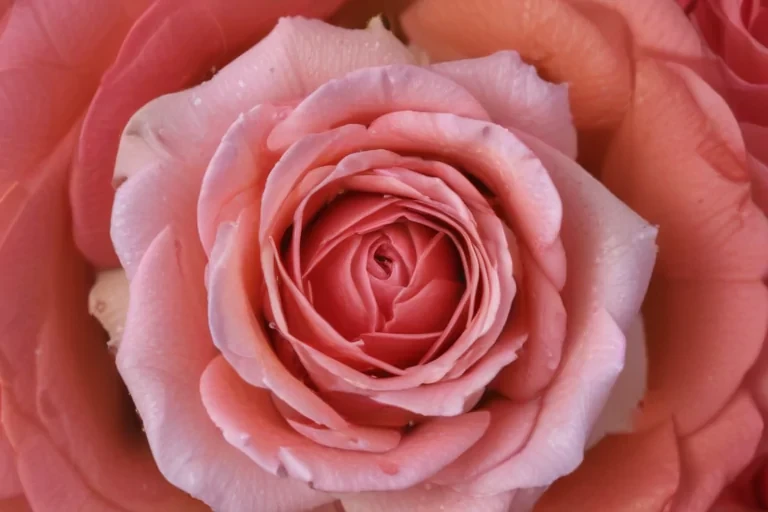 rose with background