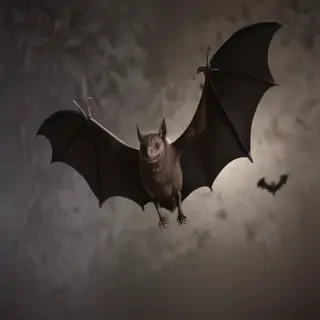 images of halloween bats