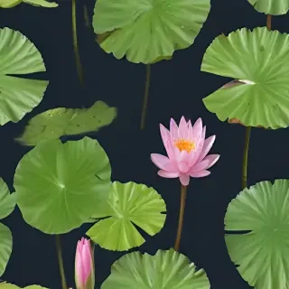 water lily png
