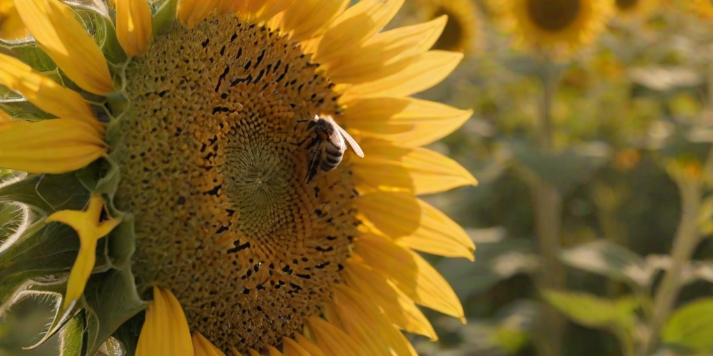 Sharp, close-up photo of a bee perched on a sunflower, pollen clinging to its legs, soft sunlight reflecting off the petals, a field of sunflowers stretching into the distance, the faint buzz of bees filling the air, a sense of summer warmth.