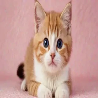 cat wallaper