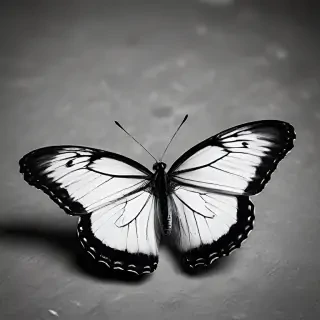black and white butterfly wallpaper