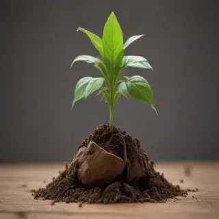 seedling png
