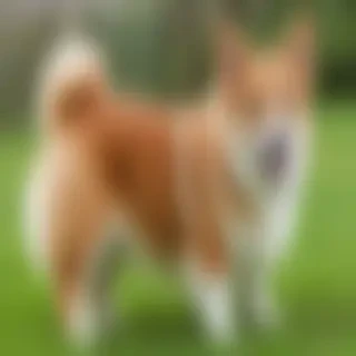 corgi inu dog breed