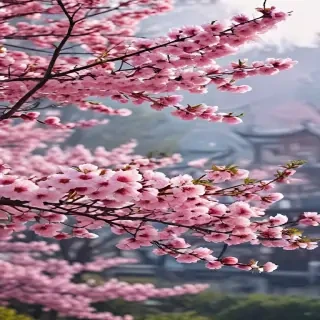 sakura blossom wallpaper