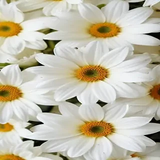 white flowers wallpaper iphone