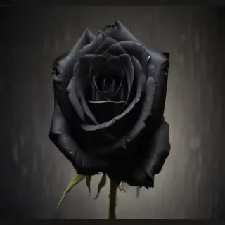 black rose photo