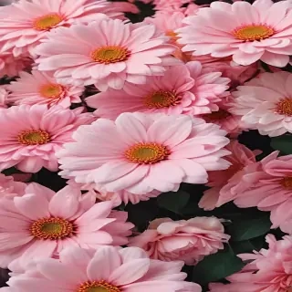 flower aesthetic wallpapers