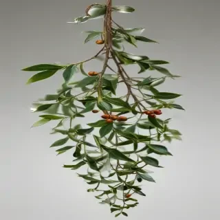 mistletoe png