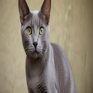 korat cat breed