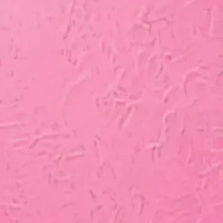 pink zoom backgrounds
