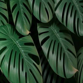 aesthetic monstera wallpaper