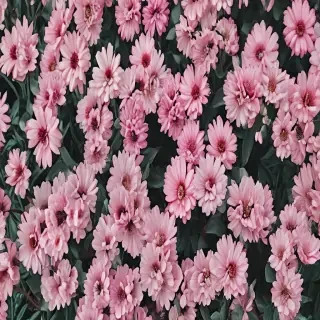aesthetic wallpaper spring
