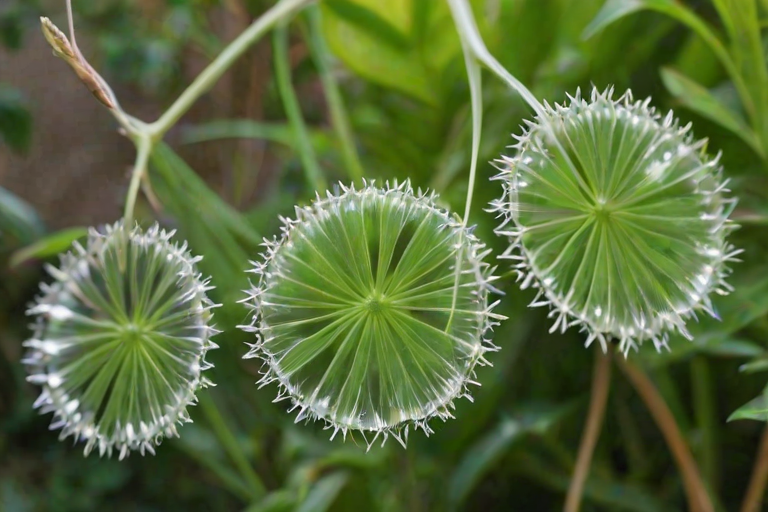 transparent plants